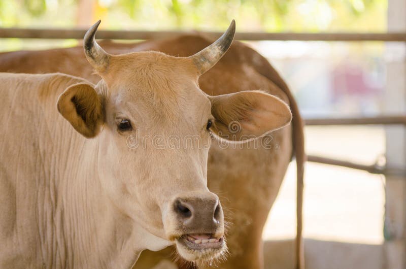 Cows are Eating Food on the Farm Stock Photo Image of animals, land