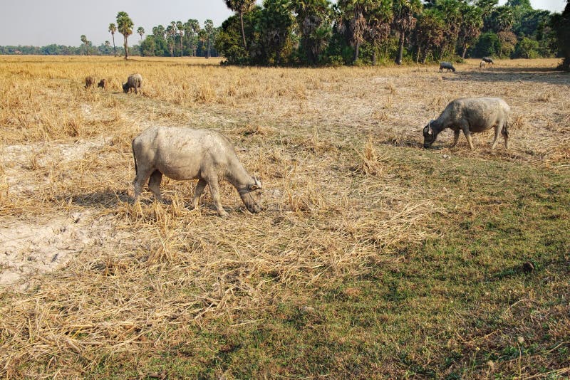 Cows eating grass at the field in Cambodia royalty free stock photo Cows eating grass at the field in Cambodia royalty free stock photo