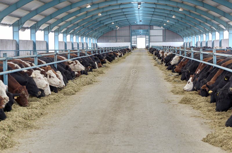 Cow in moden farm stock image. Image of cowshed, ecological - 157150175