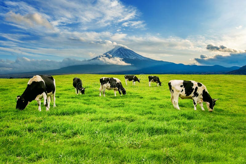 Cows eating lush grass on the green field in front of Fuji mountain, Japan