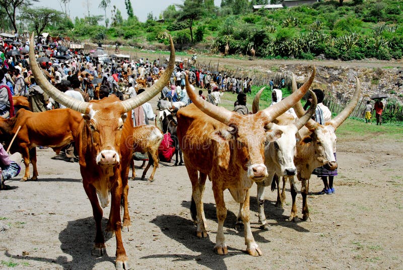 Cows in Ethiopia