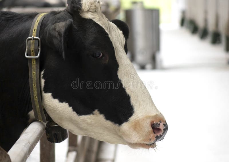 Cows on the  Concept of Agriculture and Animal Husbandry. Stock  Image - Image of ranch, white: 232148223