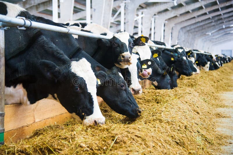 Cows in a farm. Dairy cows