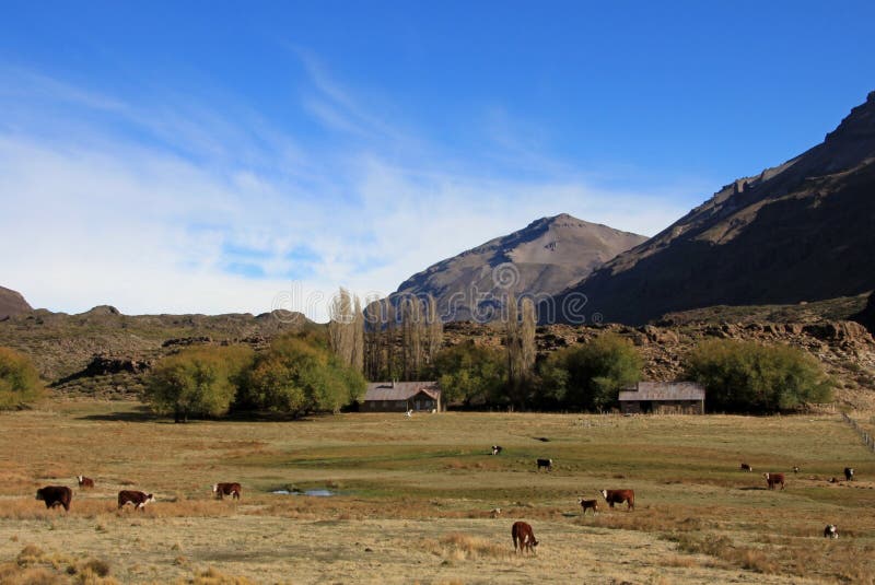 Argentina cattle farm stock image. Image of buenos, argentina 54593259