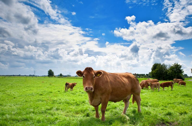 Cows on farmland