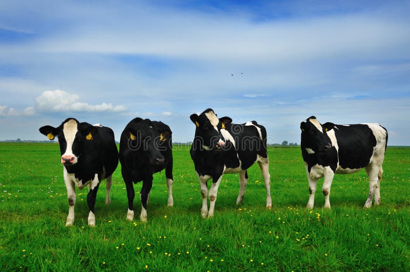 Cows on farmland