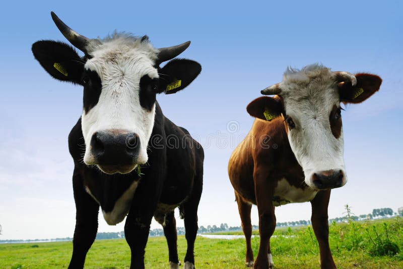 Cows on farmland