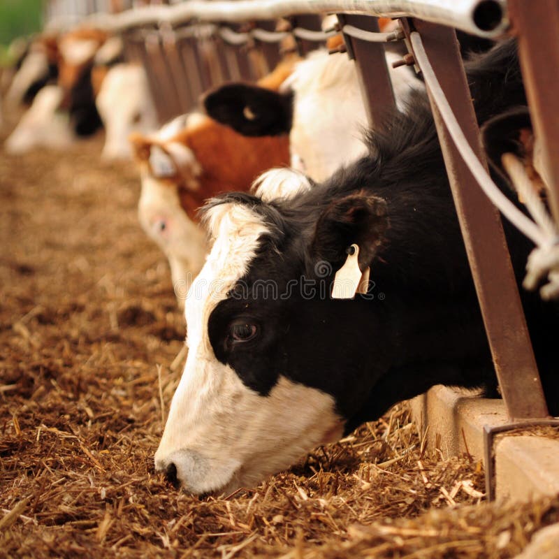 Pigs eating stock photo. Image of trough, animal, farmland 5368492