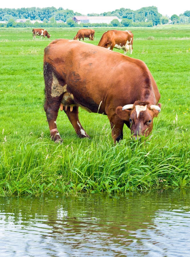 Cows on a Field