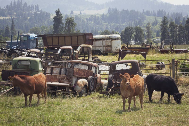 Cows in field