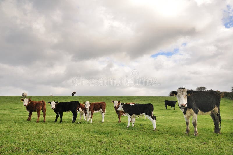 Cows in a field