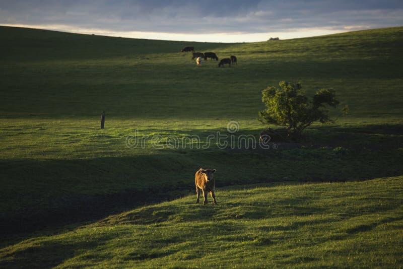 Cows in Field and Hills at Sunset Stock Photo - Image of cows, herd ...