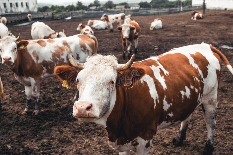 Cows on the Form. Milk, Meat Production. Household Animals Stock Photo