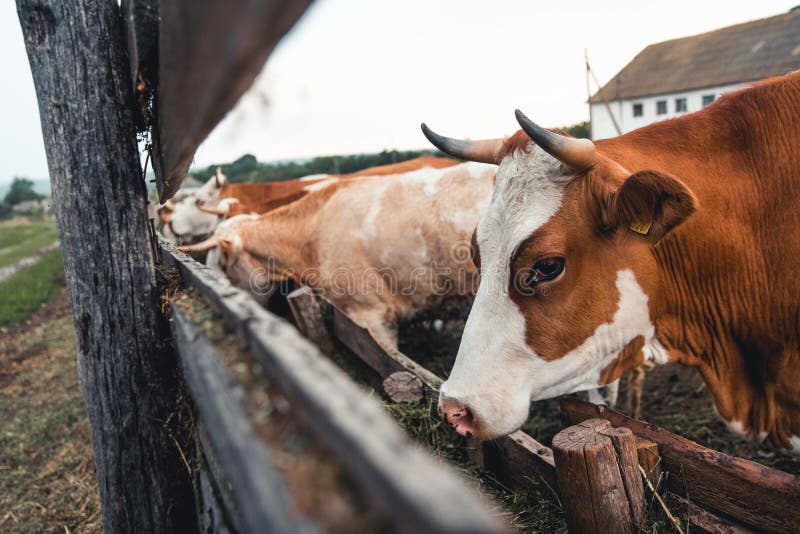 Cows on the Form. Milk, Meat Production. Household Animals Stock Image -  Image of country, farm: 203501361