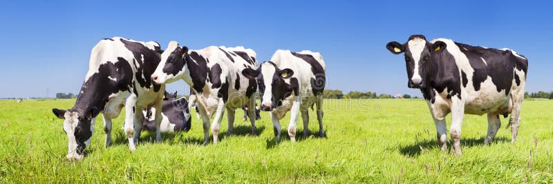 Černá a bílá krávy v travnatém poli na jasný a slunečný den v Nizozemsku.