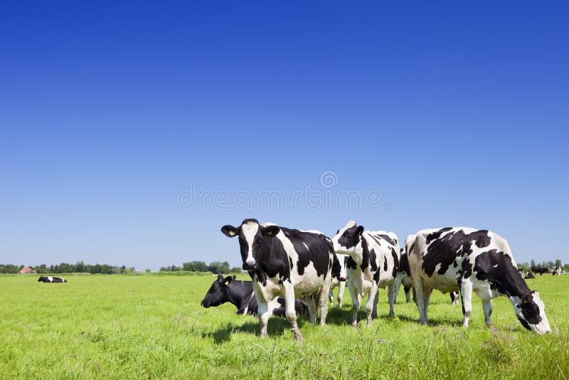 Bianco e nero mucche erboso sul chiaro un soleggiato olanda.