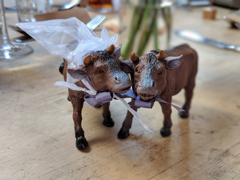 Cows getting married stock image. Image of cattle, wedding 118470691