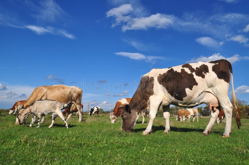 Cows and a goat on a summer pasture.