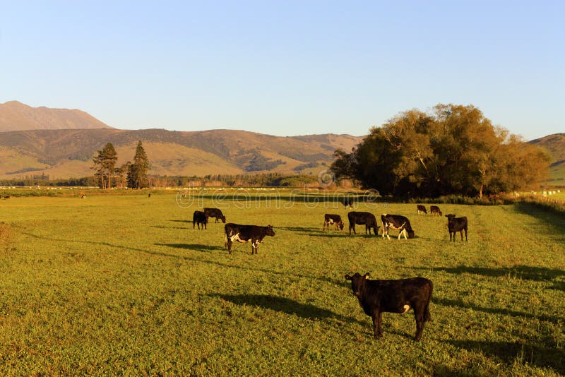 Cows in a grassland at early morning royalty free stock photo
