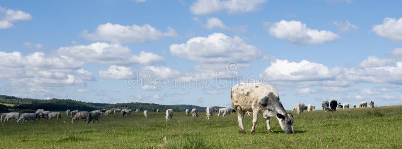 cows graze in green grassy summer landscape near Han sur Lesse and Rochefort in belgian ardennes area under blue summer sky near forest hills