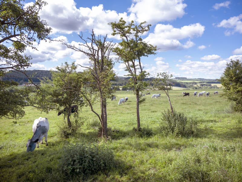 cows graze in green grassy summer landscape near Han sur Lesse and Rochefort in belgian ardennes area under blue summer sky near forest hills