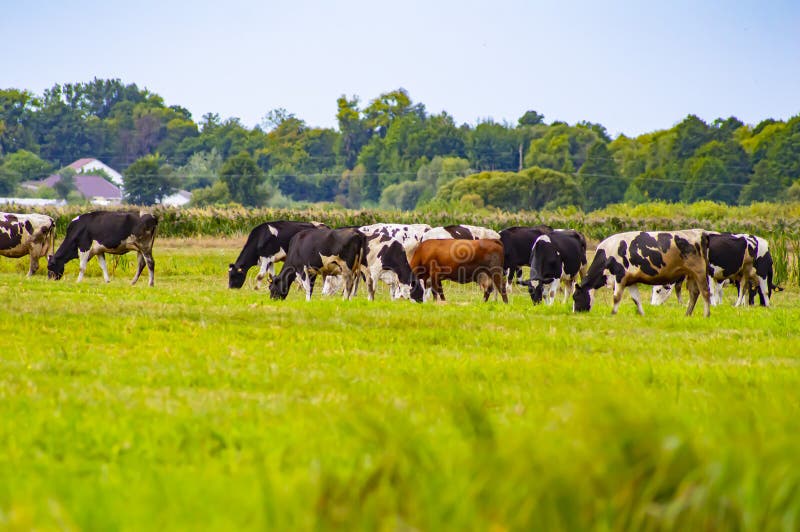 Cows graze on a green pasture royalty free stock image Cows graze on a green pasture royalty free stock image