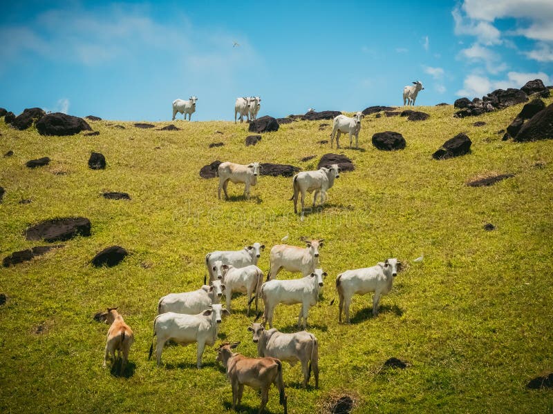 Cows grazing in Costa Rica stock image. Image of meadow 130577477