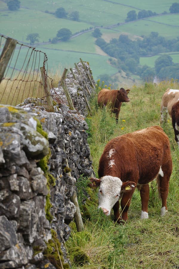 Cows grazing in English countryside