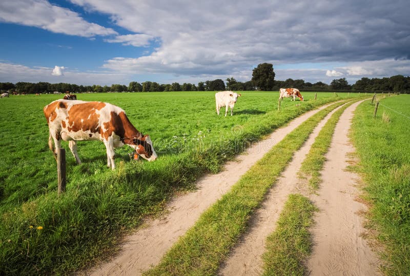 Cows Grazing in the Fields Near Delden Overijssel, the Netherlands Stock Image Image of nature