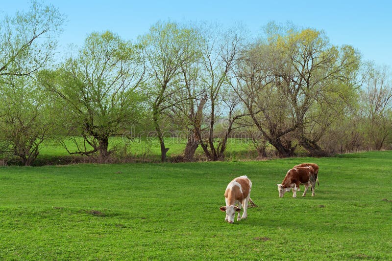 Cows grazing free royalty free stock photography Cows grazing free royalty free stock photography
