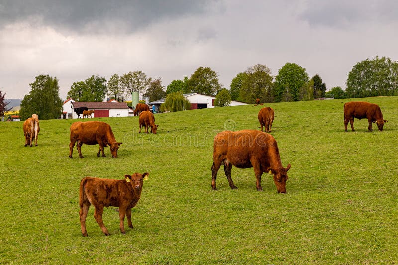 A Little Hed Of Brown Cows And Calves Graze In A Green Meadow Stock