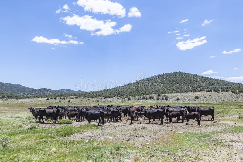 Cows grazing at the meadow