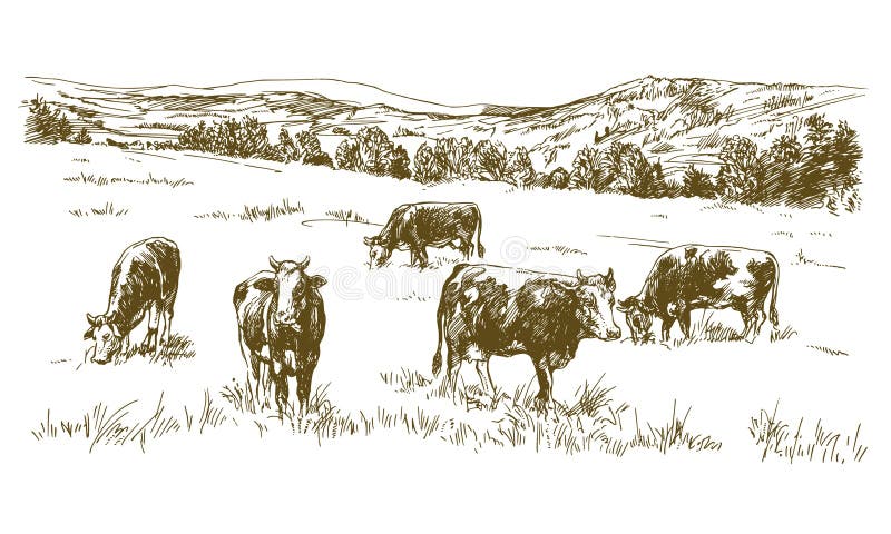 Cows grazing on meadow.