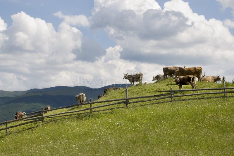 Cows grazing in a pasture