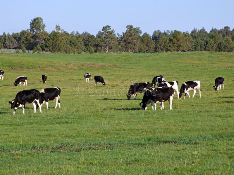 Cows grazing in pasture