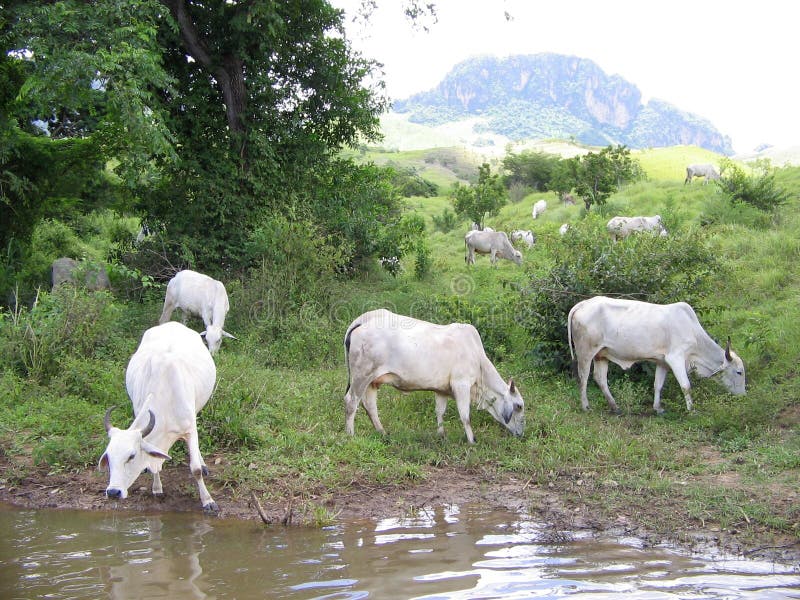 Cows grazing