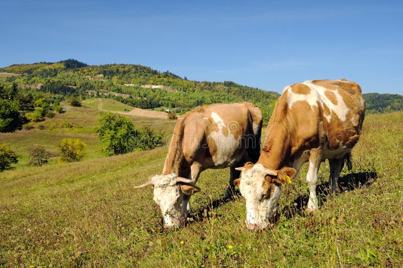 Cows grazing in a summer landscape