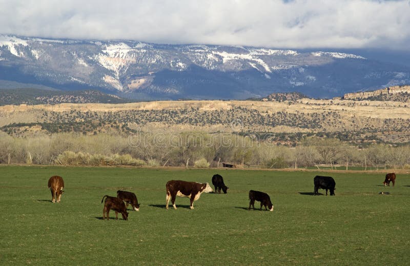 Cows Grazing in Utah Foothills royalty free stock photos