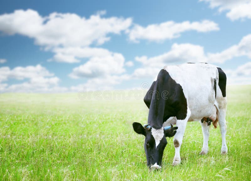 Cows in green field