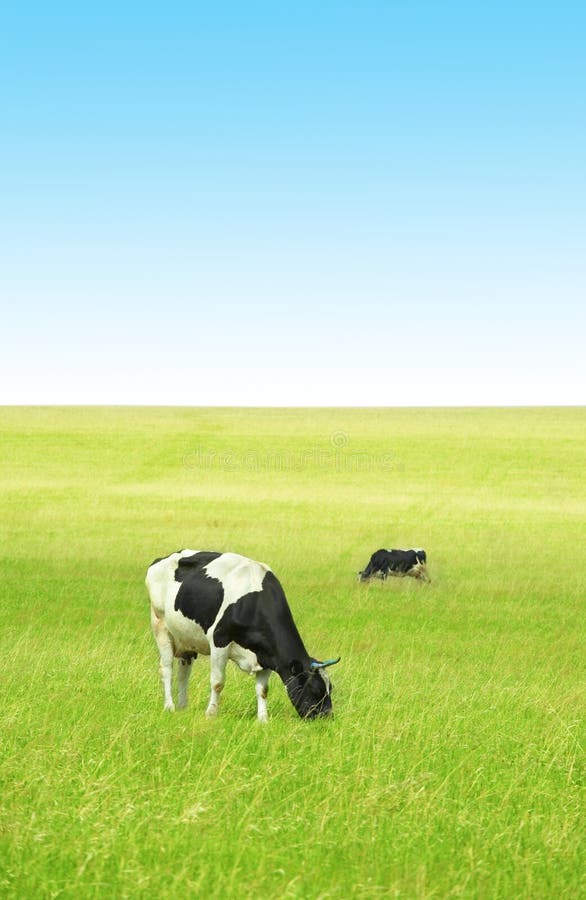 Cows in green field