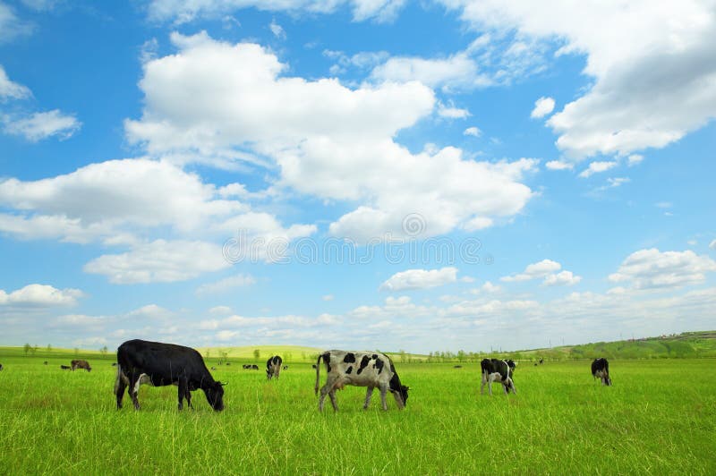 Cows in green field