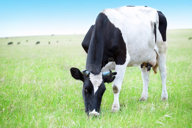 Cows in green field