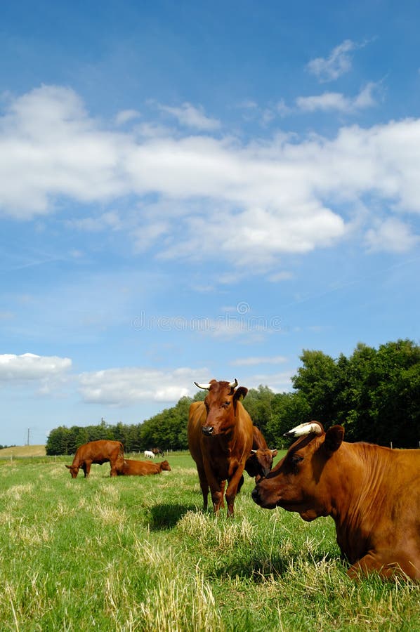 Cows on green grass