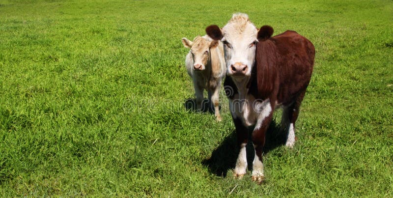 De dos vacas sobre el prado verde.