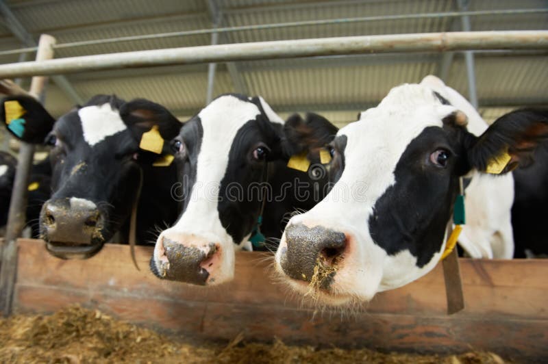Cows herd at farm stall stock images
