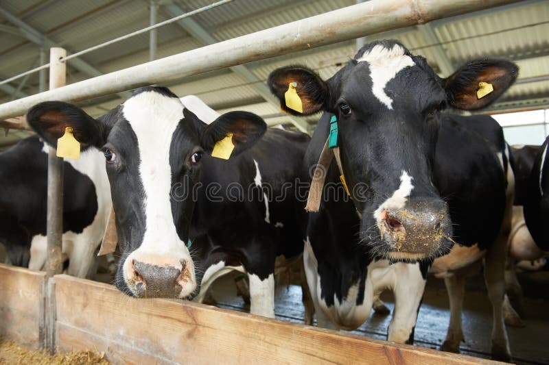 Cows herd during milking at farm royalty free stock photo