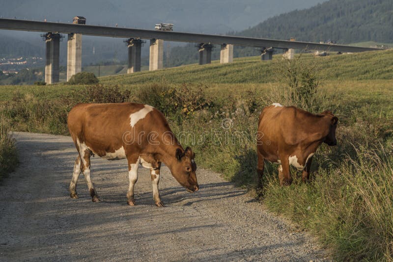 Cows and highway bridge near Ruzomberok town