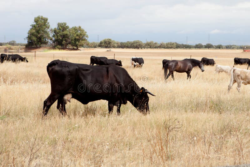 Cows and horses in the field