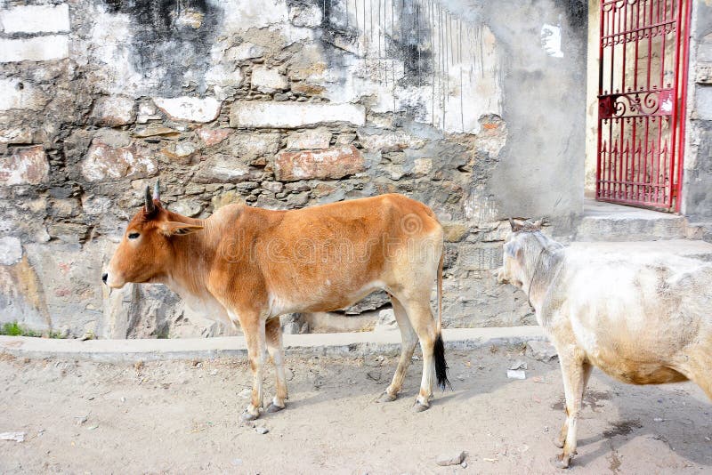 Roadside Cows, Udaipur, India, cows are sacred in India.