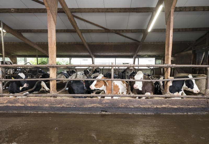 Cows Inside Barn on Dutch Farm in Holland Stock Photo - Image of dairy ...